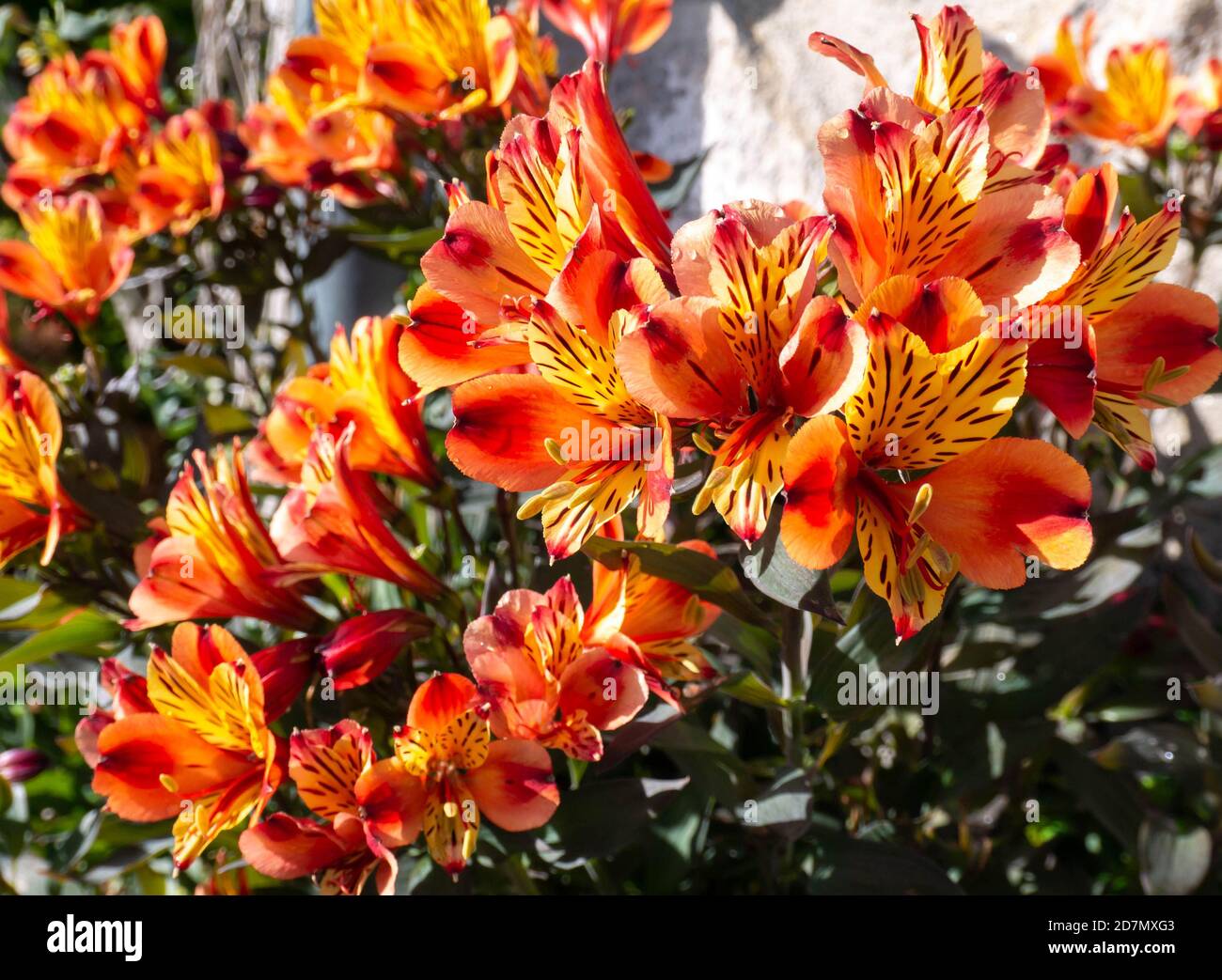 Bright yellow-orange peruvian lily flowers in the sunny garden. Alstroemeria in bloom. Stock Photo