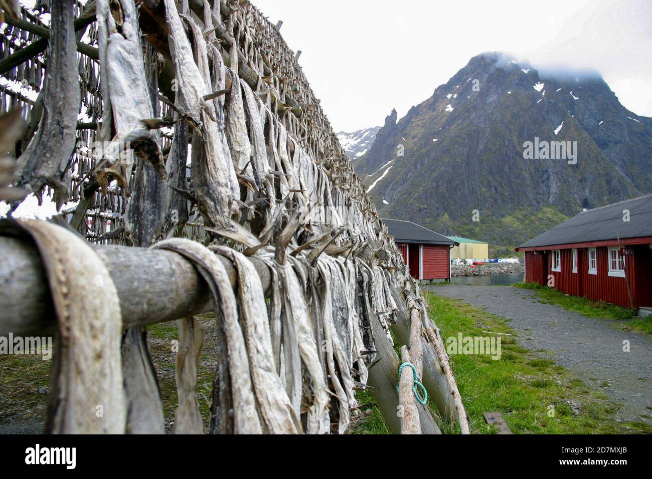 dried fish and cod outside houses, lofoten islands, norway Stock Photo ...