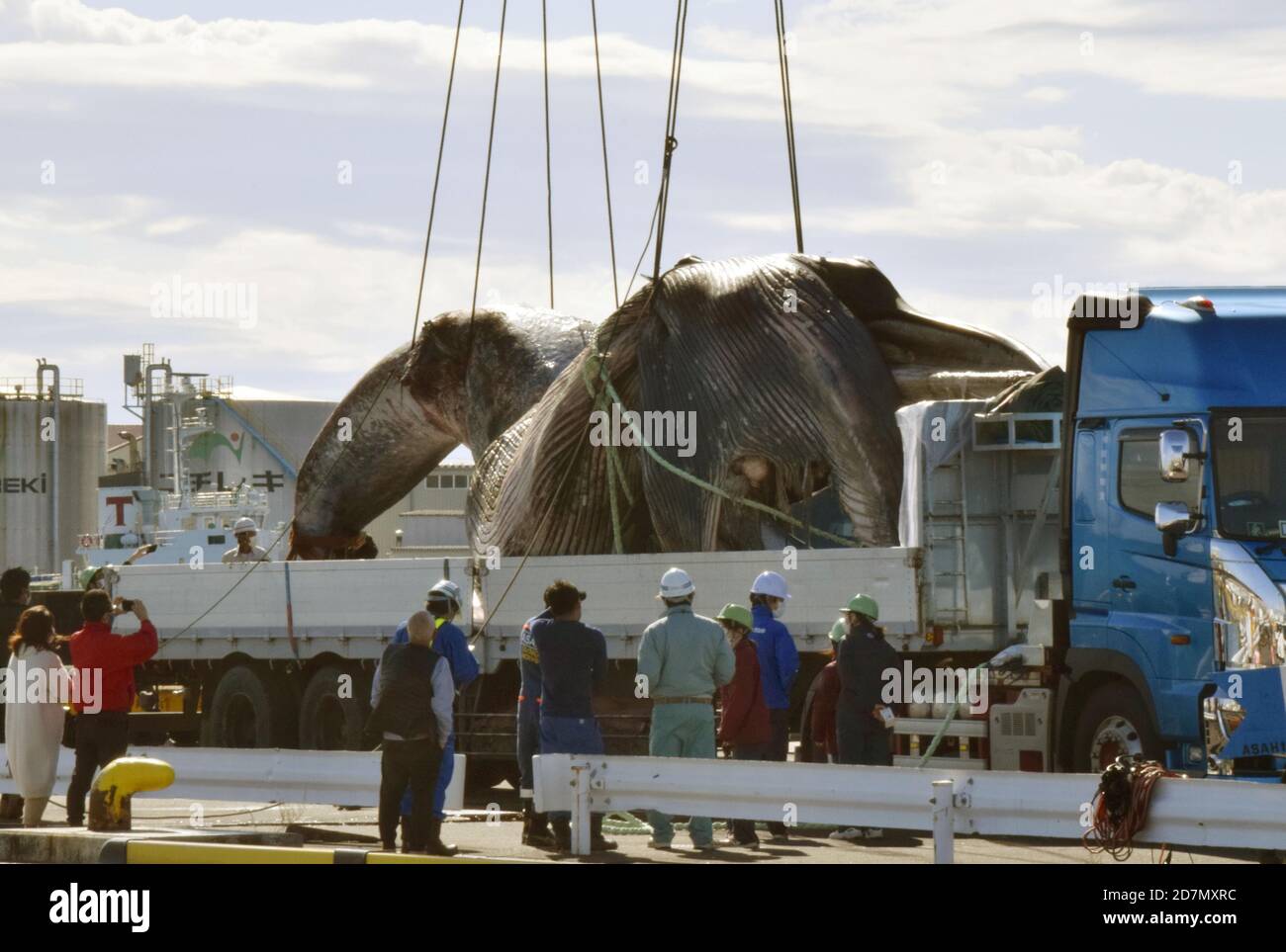 A dead Bryde's whale is landed at a port in Sendai, northeastern Japan ...