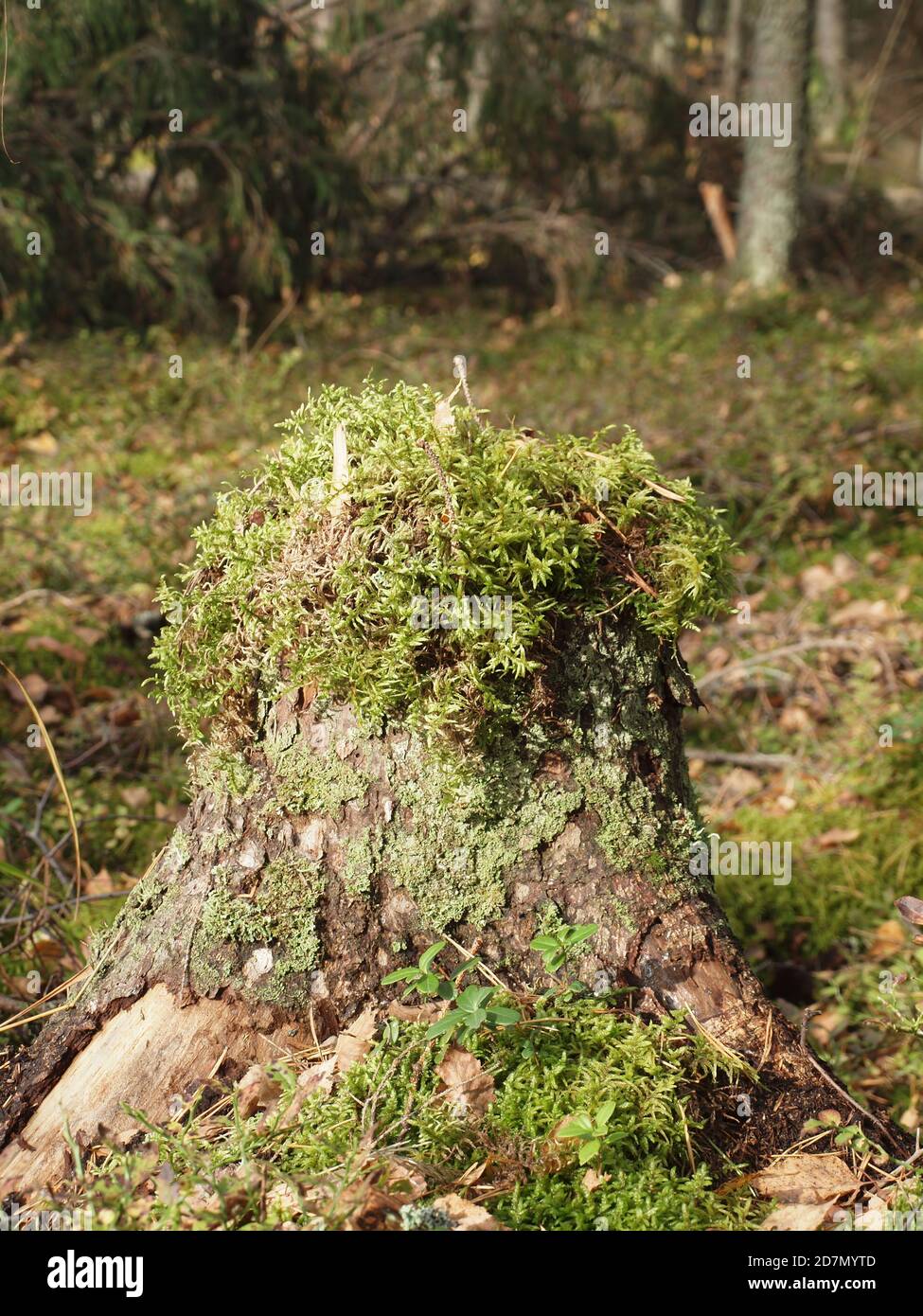 Tree stump overgrown with moss hi-res stock photography and images - Alamy