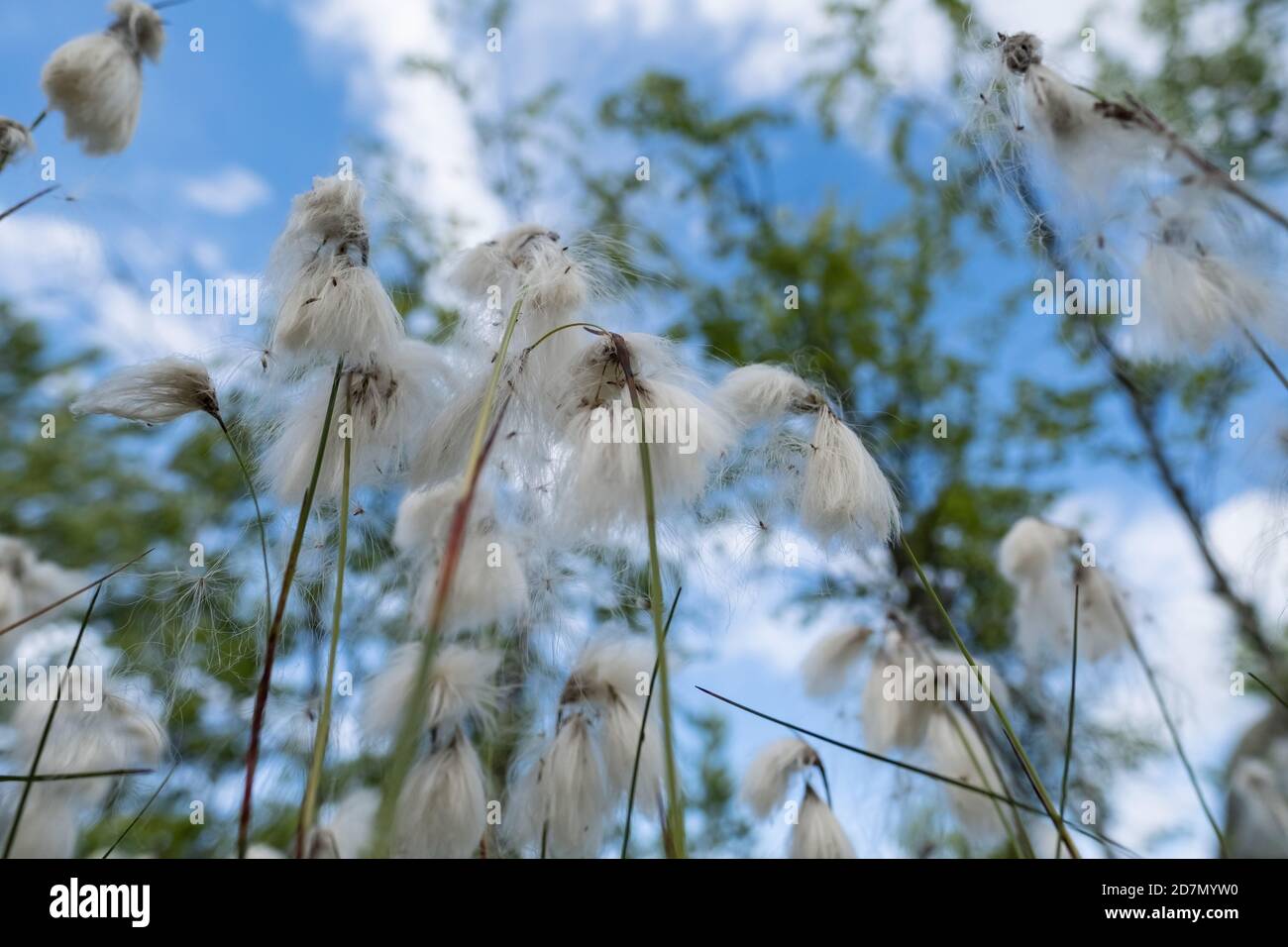 Beautiful, fluffy plant Eriophorum vaginata against a background of blue sky and blurry trees in the forest. Bottom view. Stock Photo