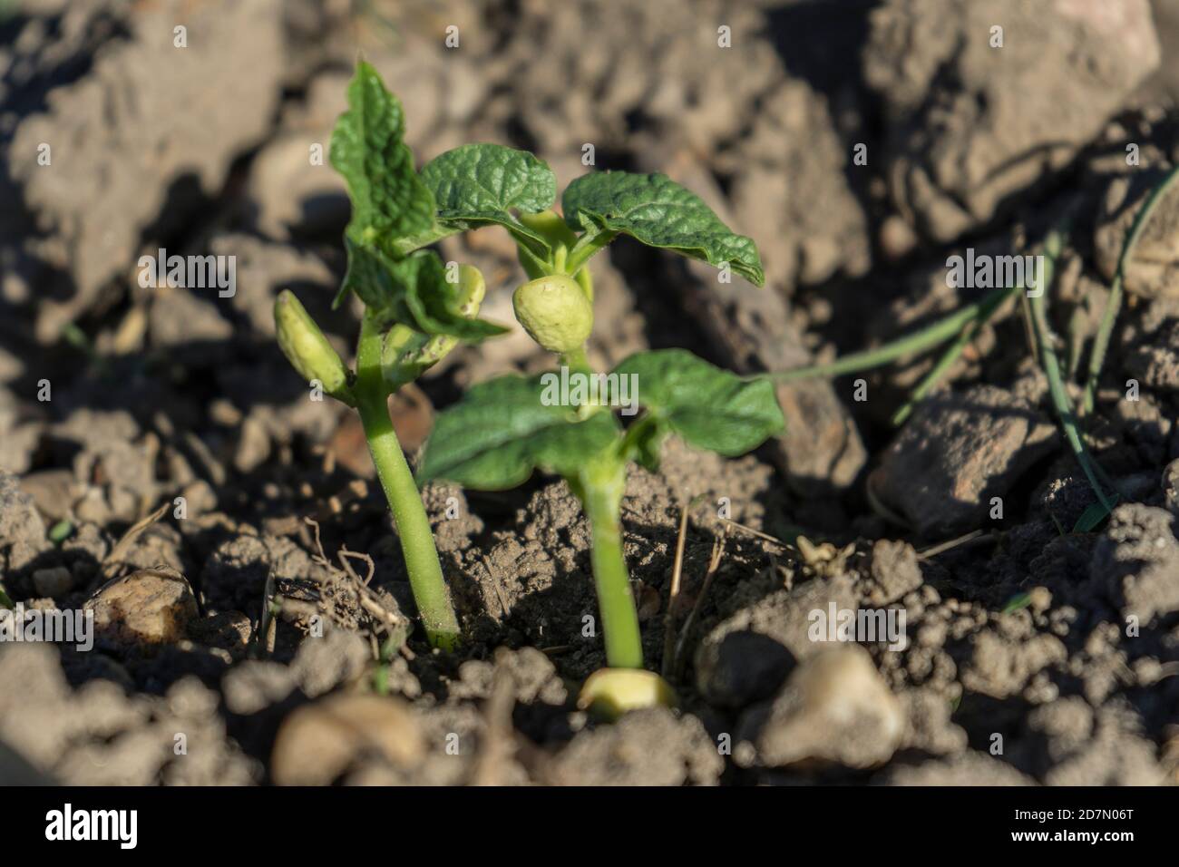 Green bean plant growing on the ground in summer Stock Photo - Alamy