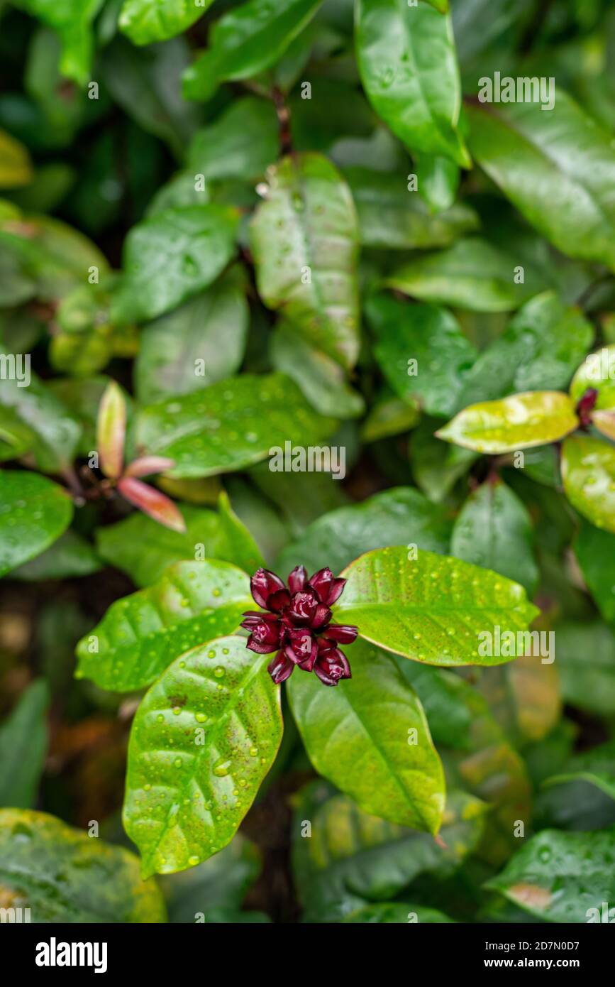 Carolina allspice from sweetshrub flower family. Also know as Calycanthus floridus Stock Photo