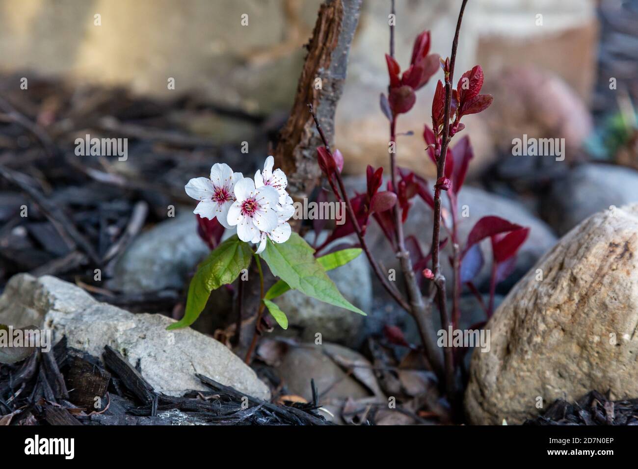 A flowering Dwarf Red-Leaf Sand Cherry bush sprouts from under the rocks in this Indiana flower bed. Stock Photo