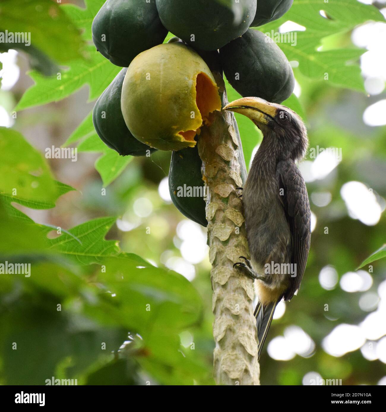 Malabar grey hornbill eating pappaya fruit Stock Photo