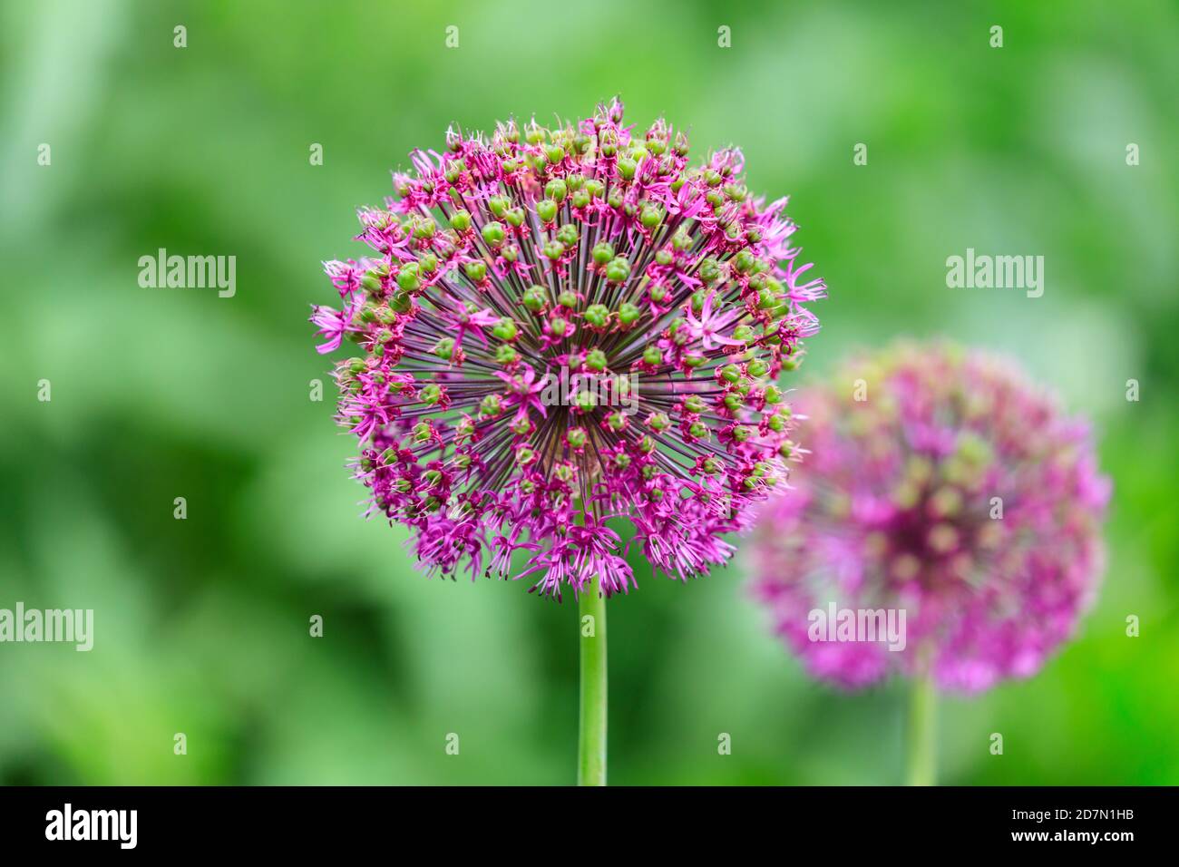 'Purple Sensation' Allium hollandicum,  Persian onion or Dutch garlicflower head , delicate, colourful flowering plant Stock Photo