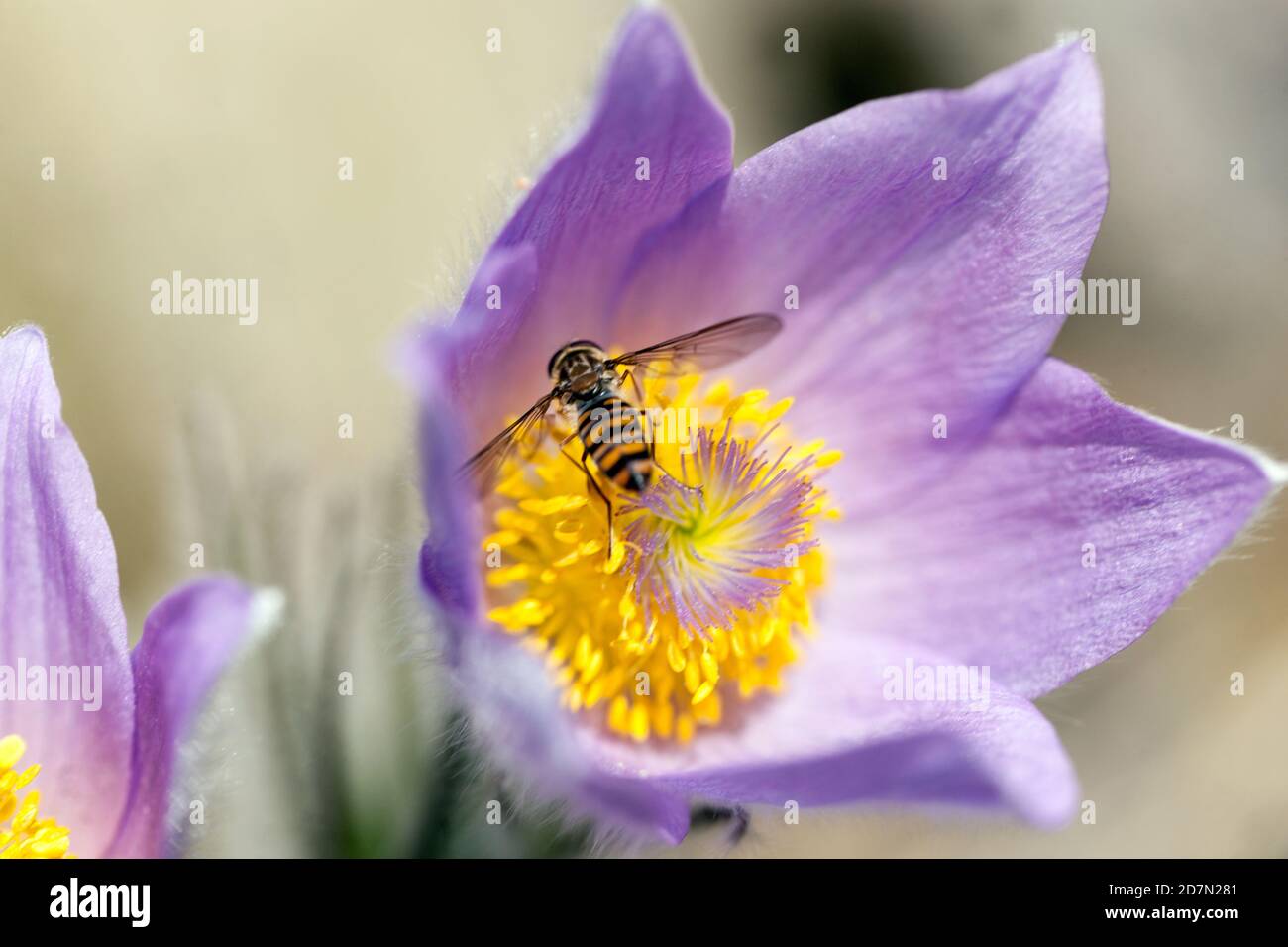 Hoverfly Pasque flower Spring Pollen Hoverfly flower Insect Hoverfly on Flower Pulsatilla vulgaris Early Spring Bloom Pasque flower April flower Stock Photo