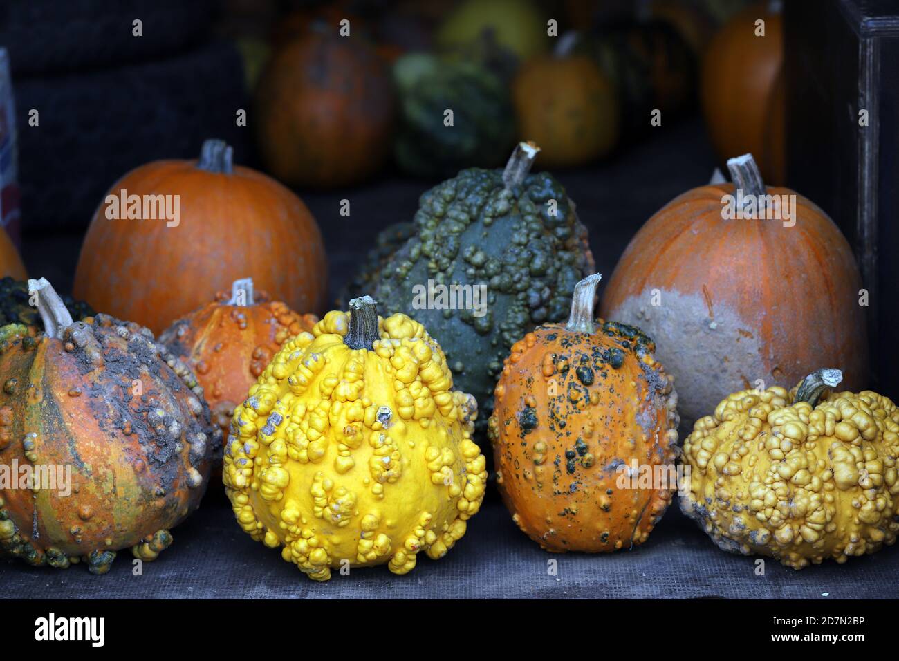 Colorful ornamental pumpkins, gourds and squashes in the street for Halloween holiday background Stock Photo
