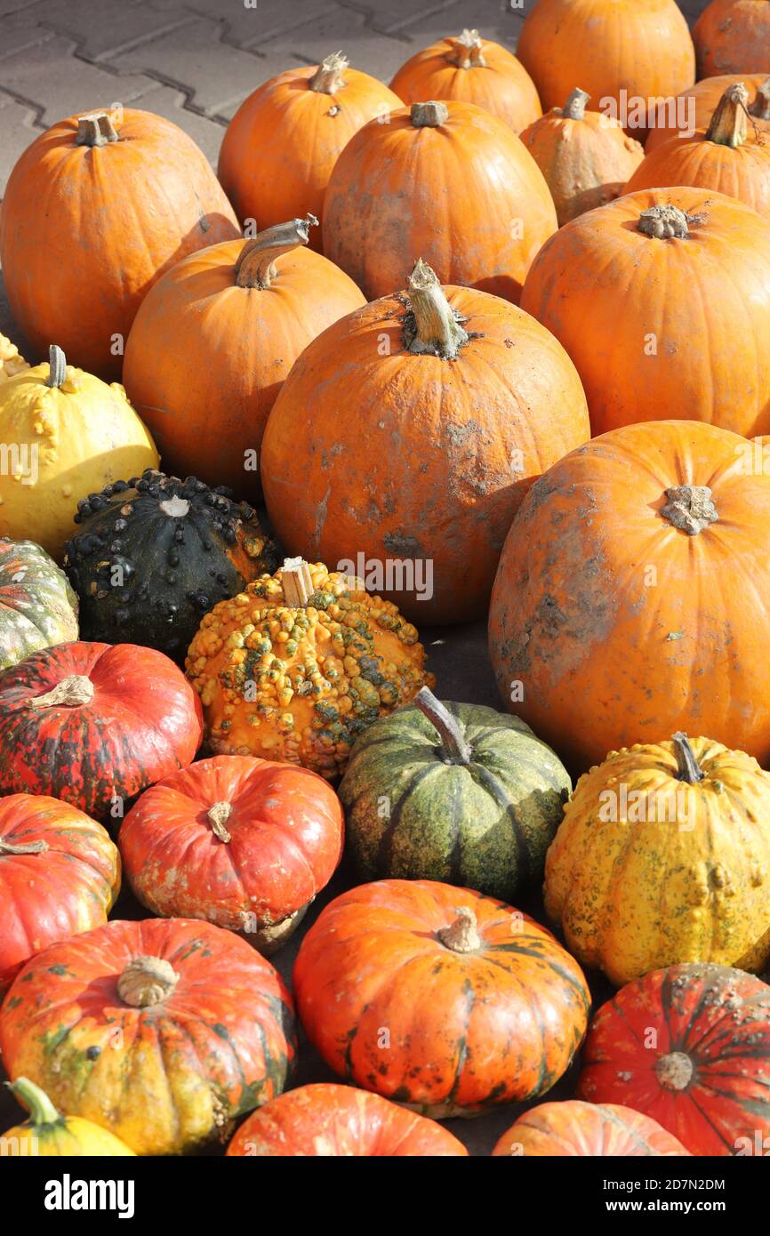 Colorful ornamental pumpkins, gourds and squashes in the street for Halloween holiday background Stock Photo