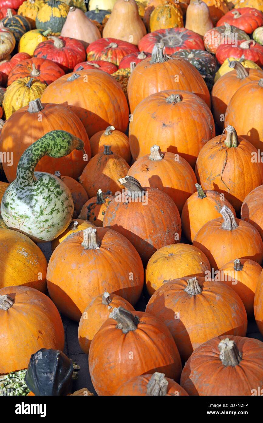 Orange and ornamental pumpkins and squashes for Halloween holiday. Stock Photo