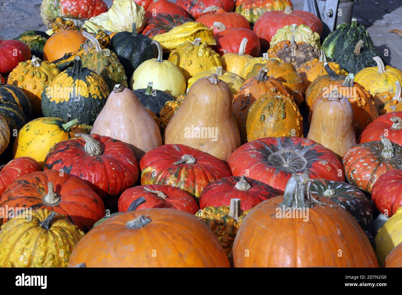 Colorful ornamental pumpkins, gourds and squashes in the street for Halloween holiday background Stock Photo