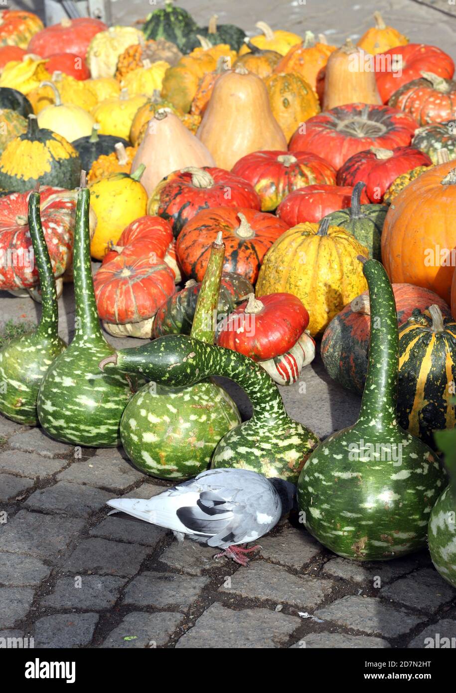 Colorful ornamental pumpkins, gourds and squashes in the street with pigeon, for Halloween holiday. Stock Photo