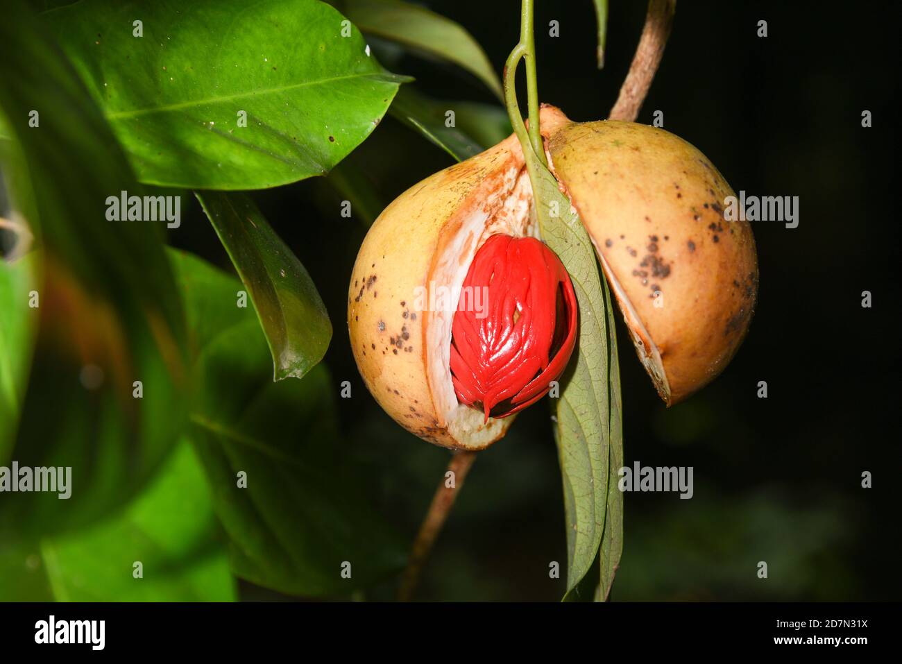 Whole Nutmeg seeds, mace or aril in stone mortar on light blue