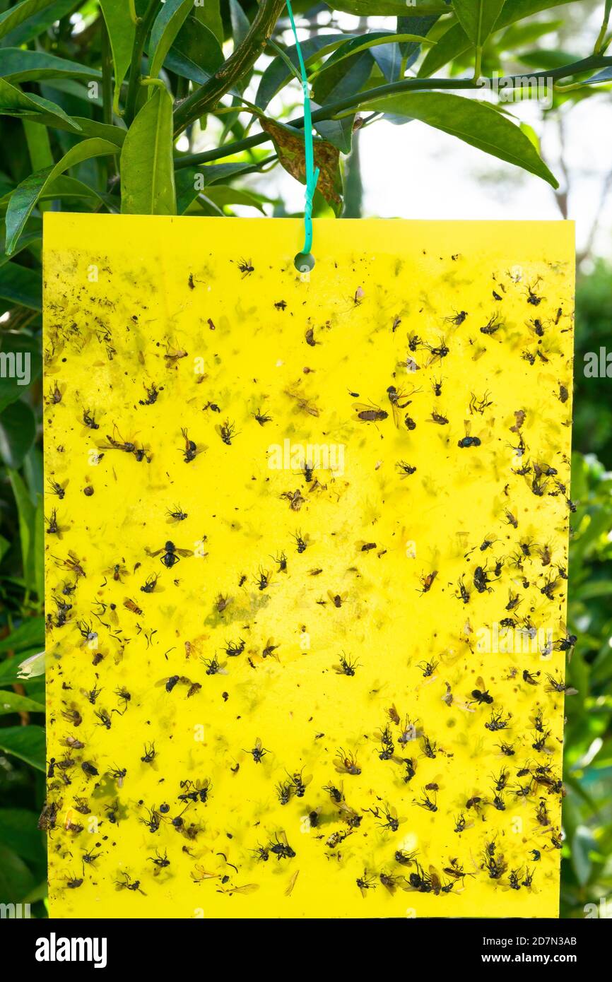 Bugs for Bugs Sticky Trap Yellow