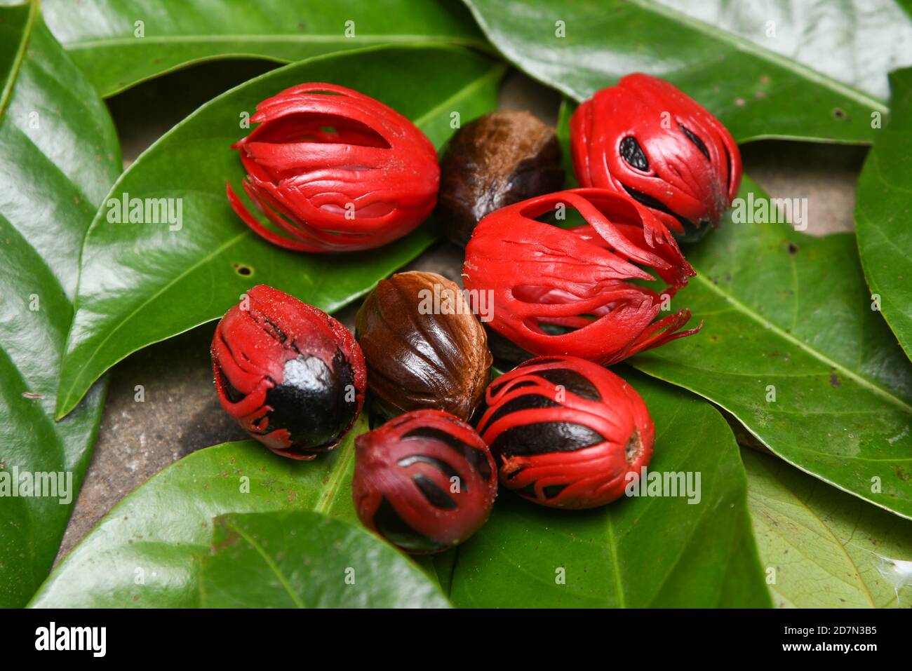 Whole Nutmeg seeds, mace or aril in stone mortar on light blue