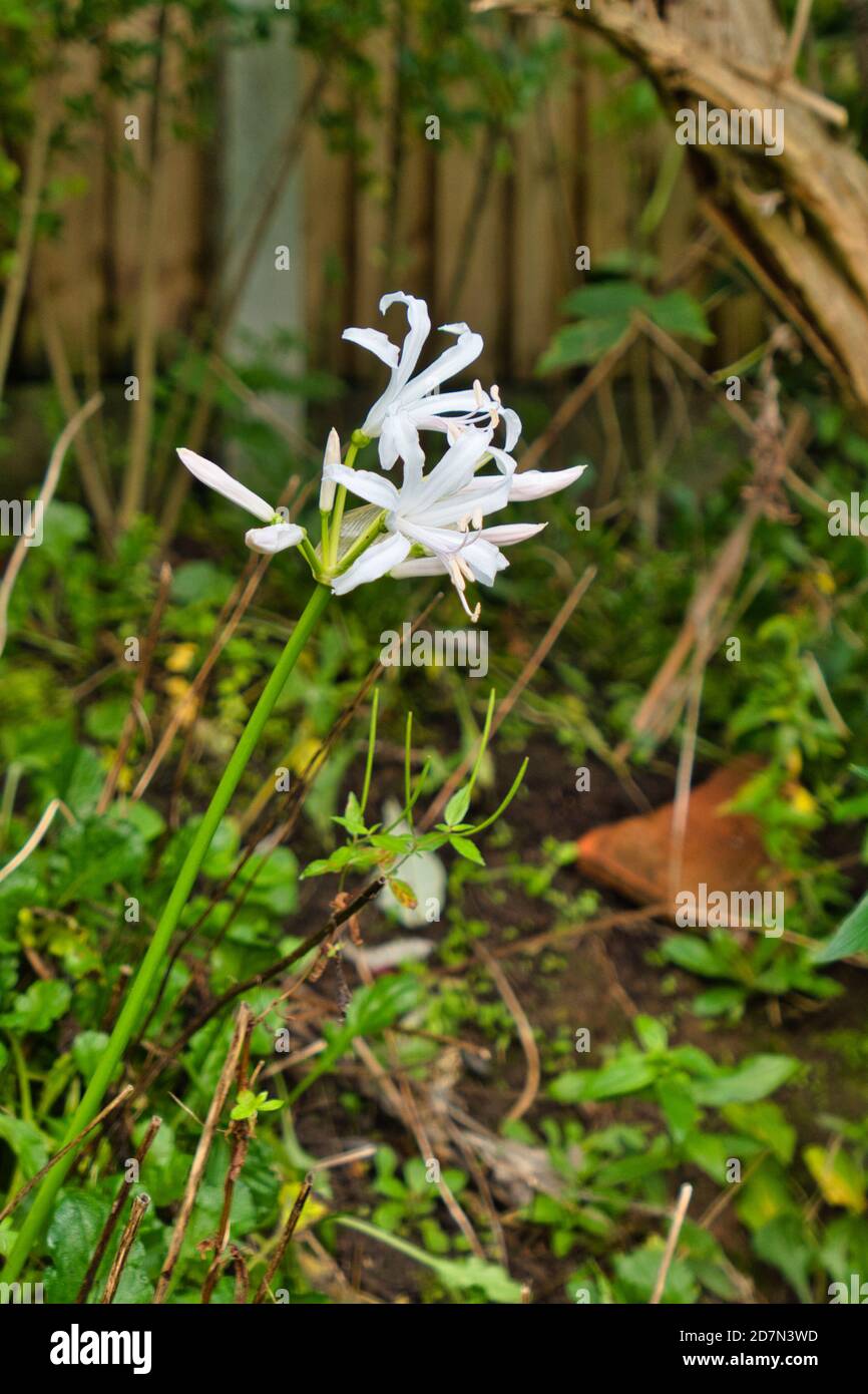 White nerine flower Stock Photo