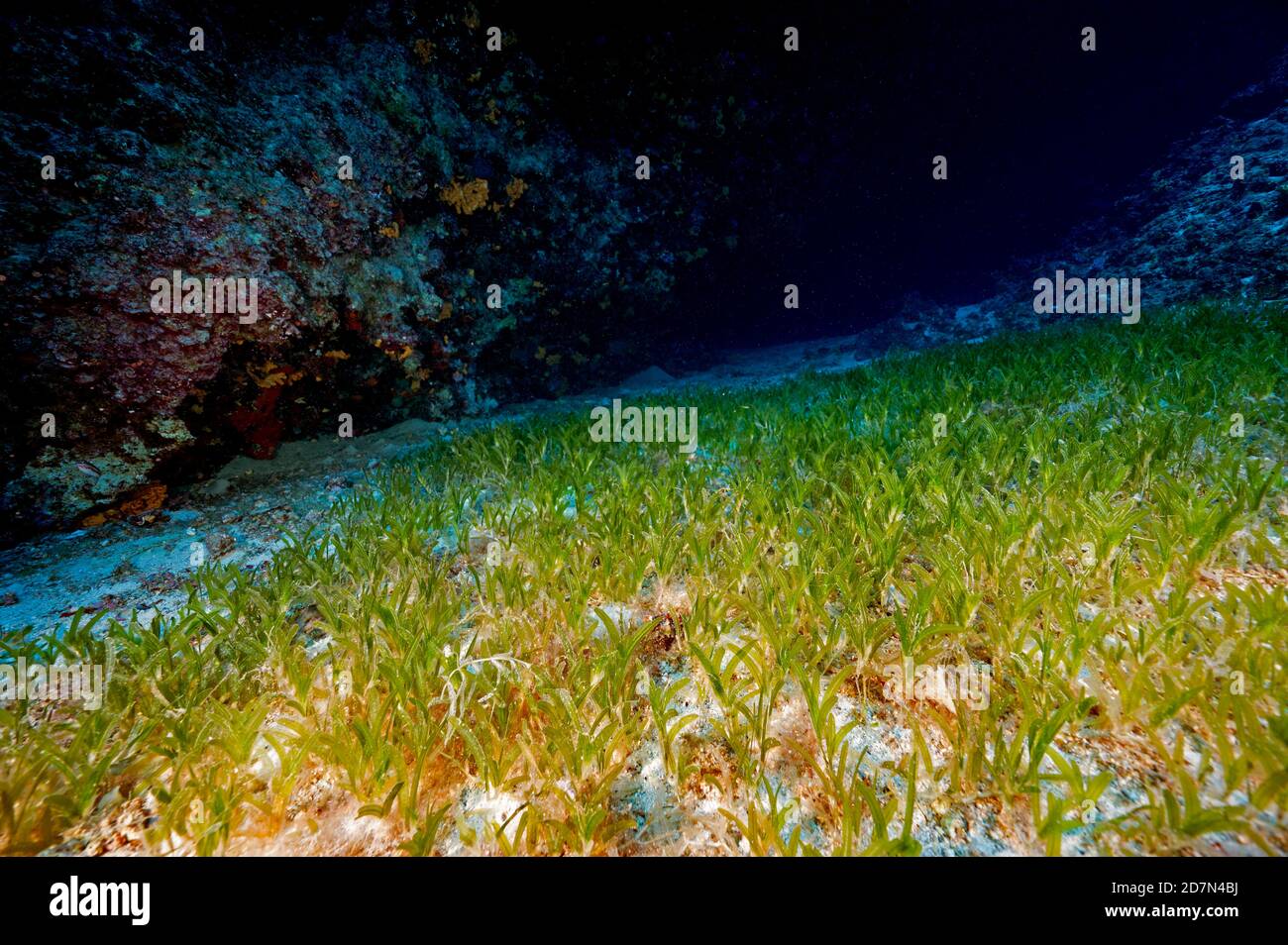 Invasive seagrass, Halophila stipulacea, Gokova Bay Turkey. Stock Photo