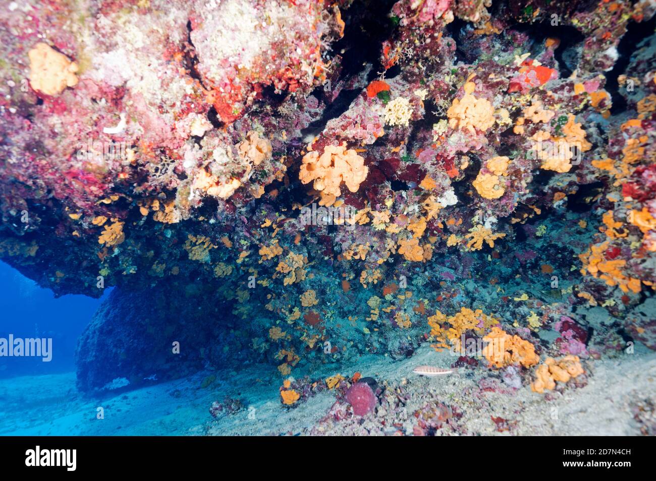 Overhang covered with sponges and coralline algaes Gokova Bay Turkey Stock Photo