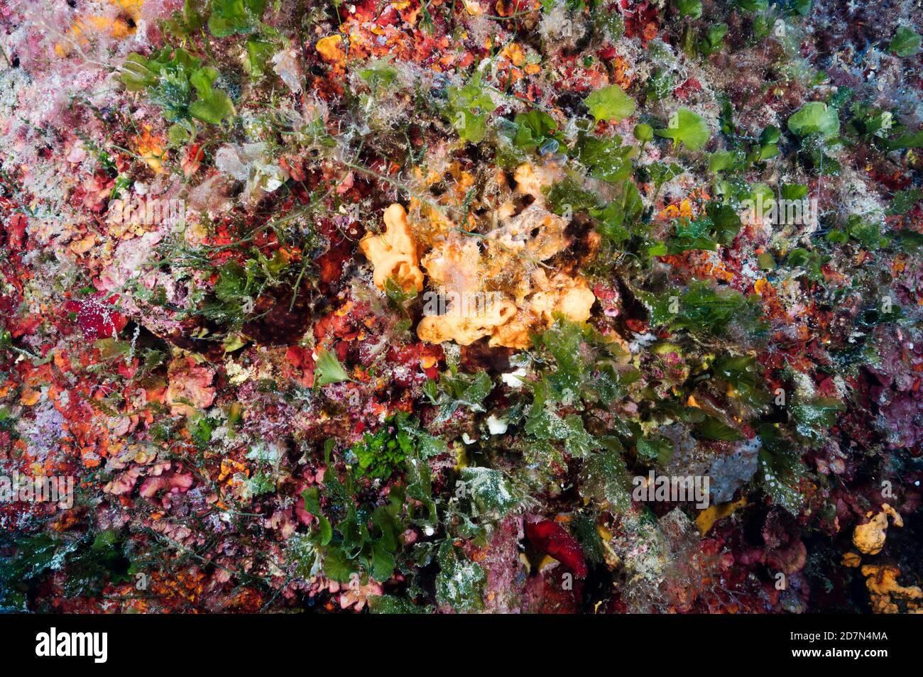 Green seaweed, Flabellia petiolata, in competition with invasive seaweed, Caulerpa recemosa, Gokova Bay Turkey Stock Photo