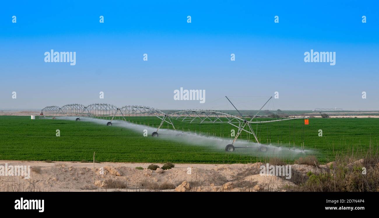 irrigated by a pivot sprinkler system in Qatar farms. Stock Photo