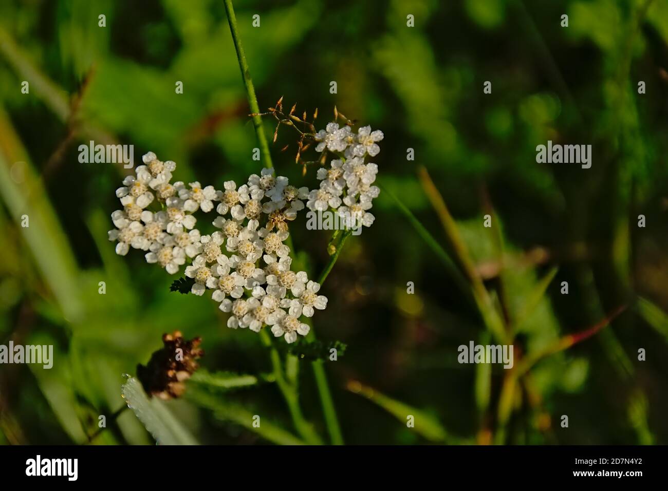 Bright white common yarrow flowers - Achillea millefolium Stock Photo