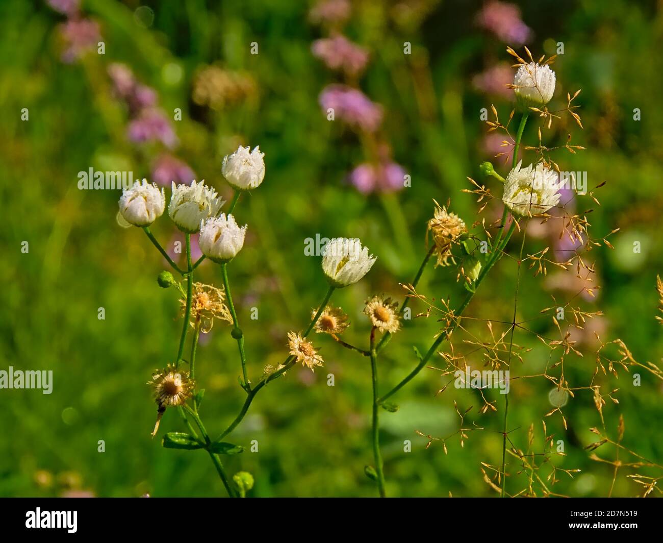 Romanian wildflower hires stock photography and images Alamy