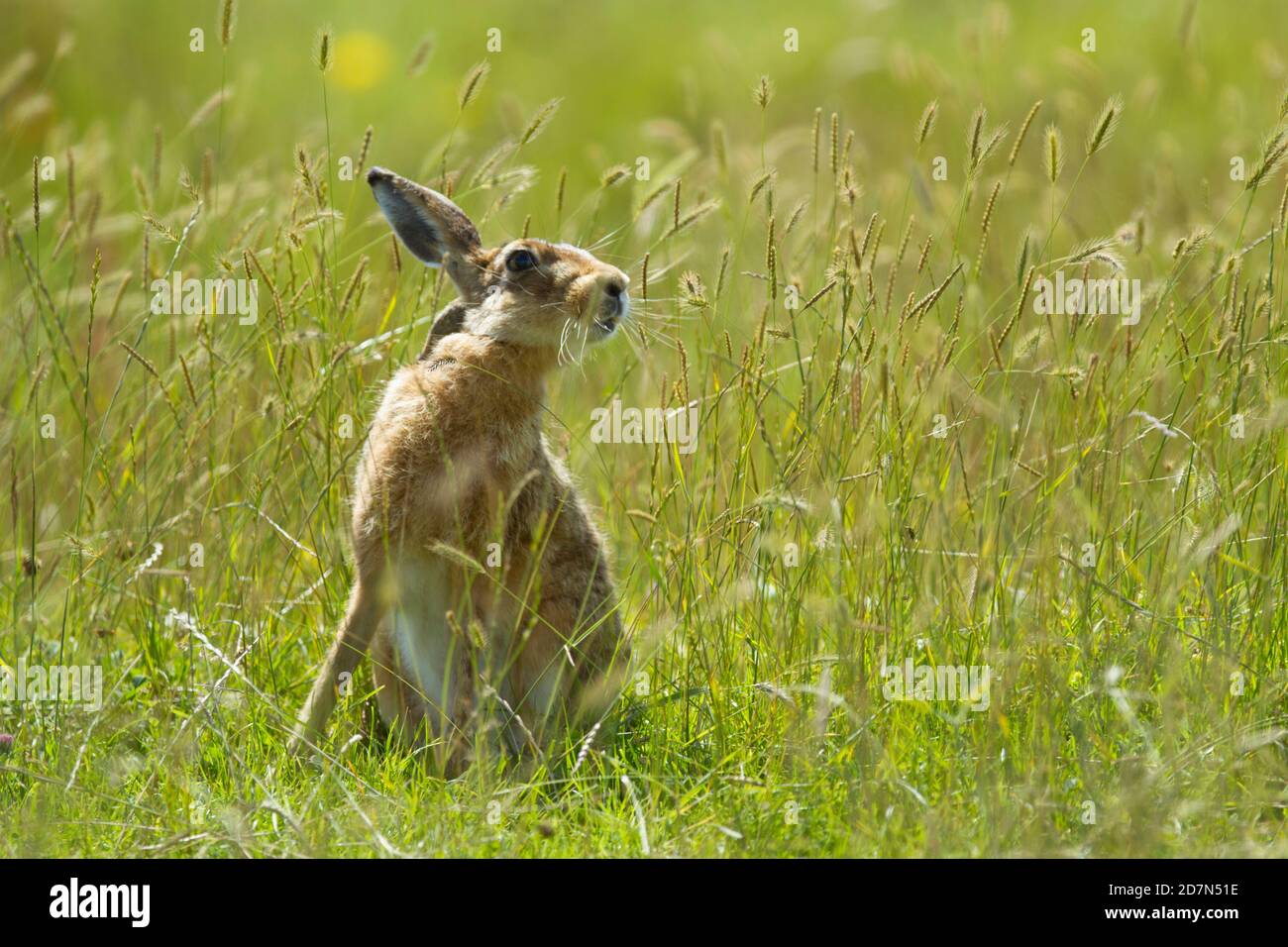 Wild Brown Hare (Lepus europaeus) sitting in long grass. Elmley National Nature Reserve, Kent. 22.07.2012. Stock Photo