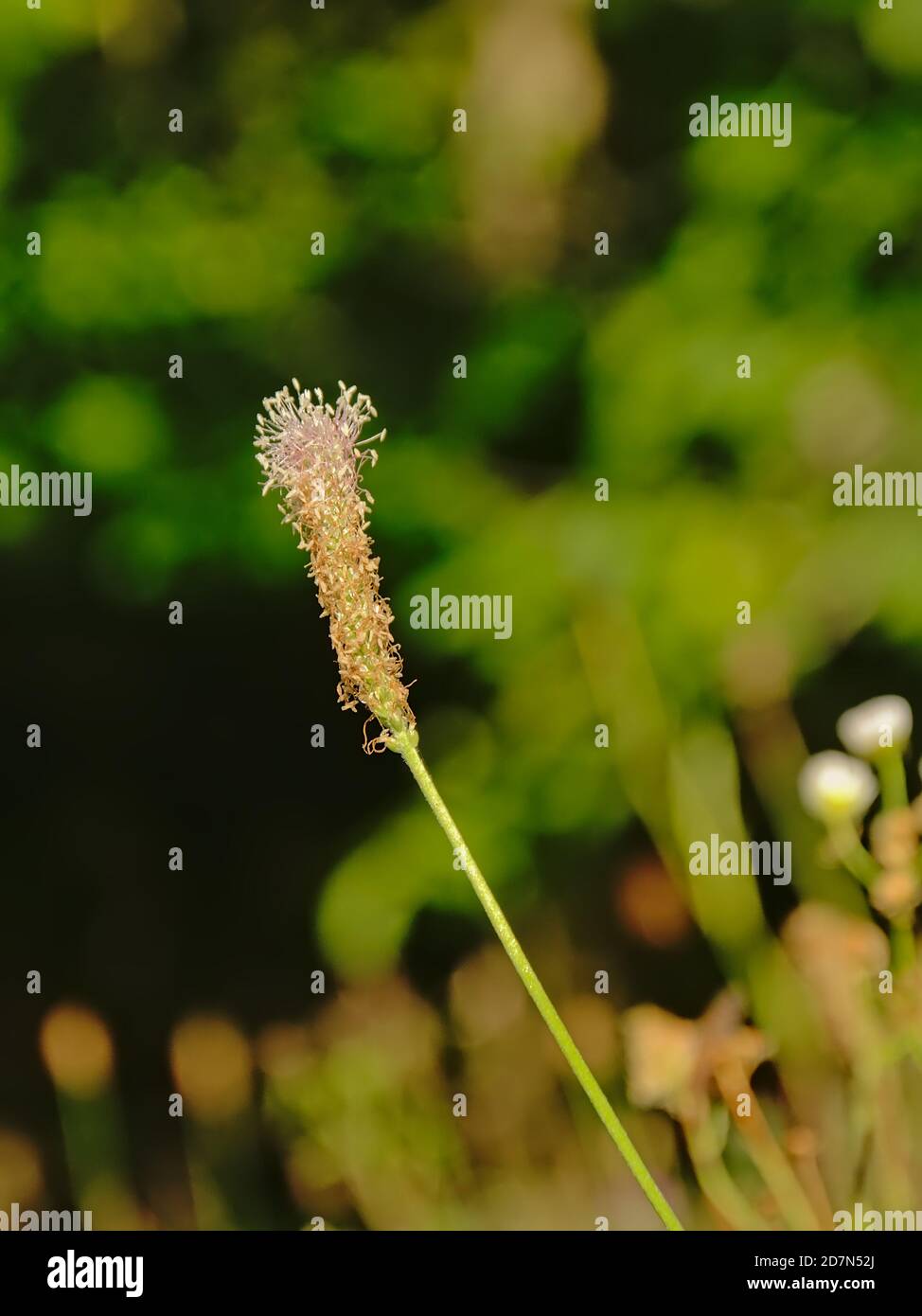 Flower of Timothy-grass - Phleum pratense Stock Photo