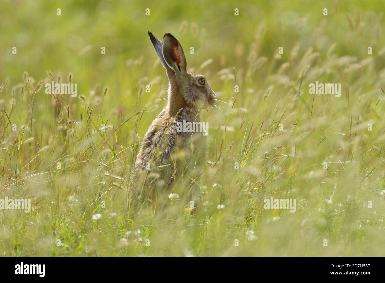 Wild Brown Hare (Lepus europaeus) sitting in long grass. Elmley National Nature Reserve, Kent. 22.07.2012. Stock Photo