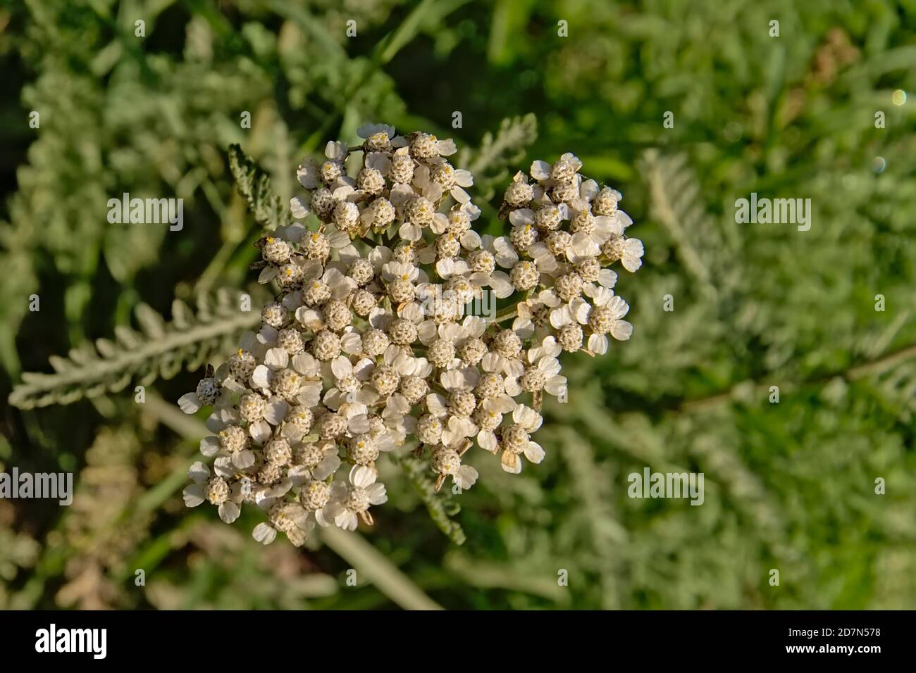 Bright white common yarrow flowers - Achillea millefolium Stock Photo