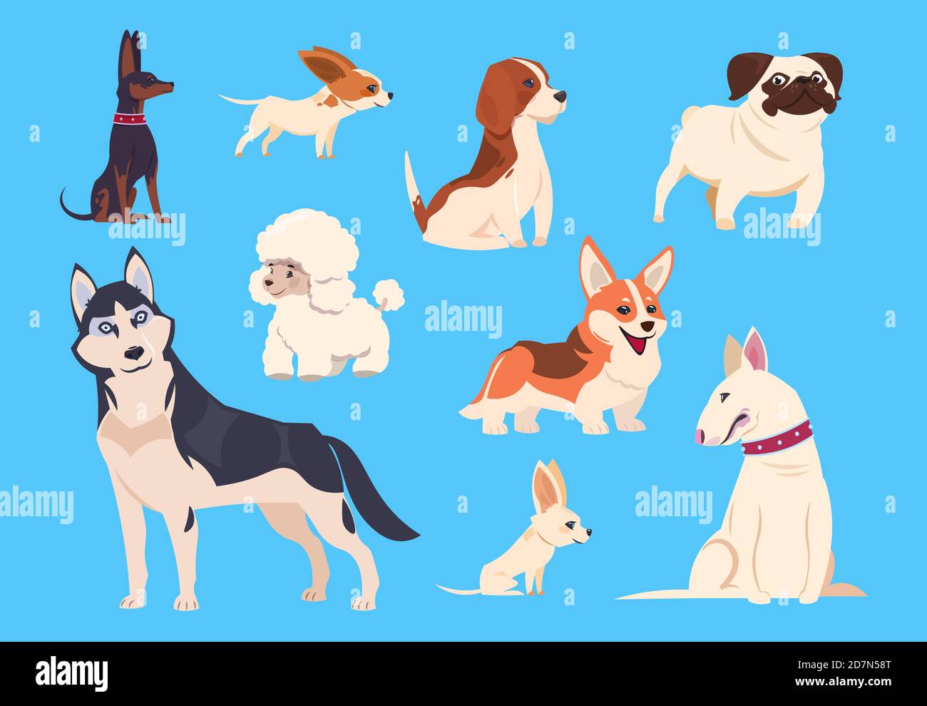 Cartoon dogs breeds. Corgi and husky, poodle and beagle, pug and chihuahua,  bull terrier. Comic pet animals vector characters isolated. Illustration of  terrier dog, pet poodle and chihuahua Stock Vector Image &