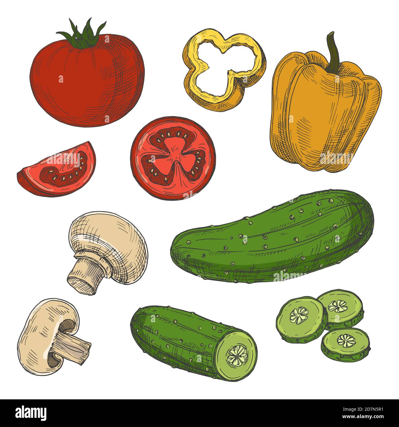 Sketched tomatoes, cucumbers, mushrooms and sweet pepper vector isolated on white background. Illustration of cucumber and tomato, pepper and onion Stock Vector