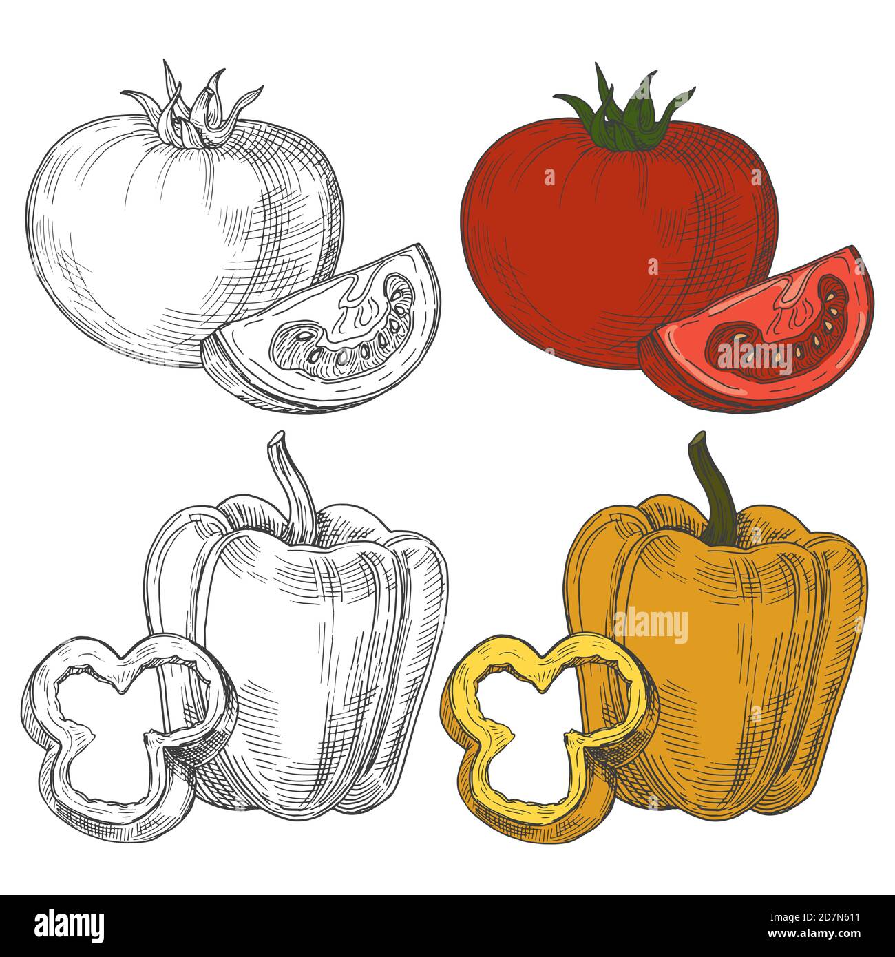 Black and white and color sketch tomatoes and sweet pepper isolated on white  background. Illustration of tomato food and pepper Stock Vector Image & Art  - Alamy