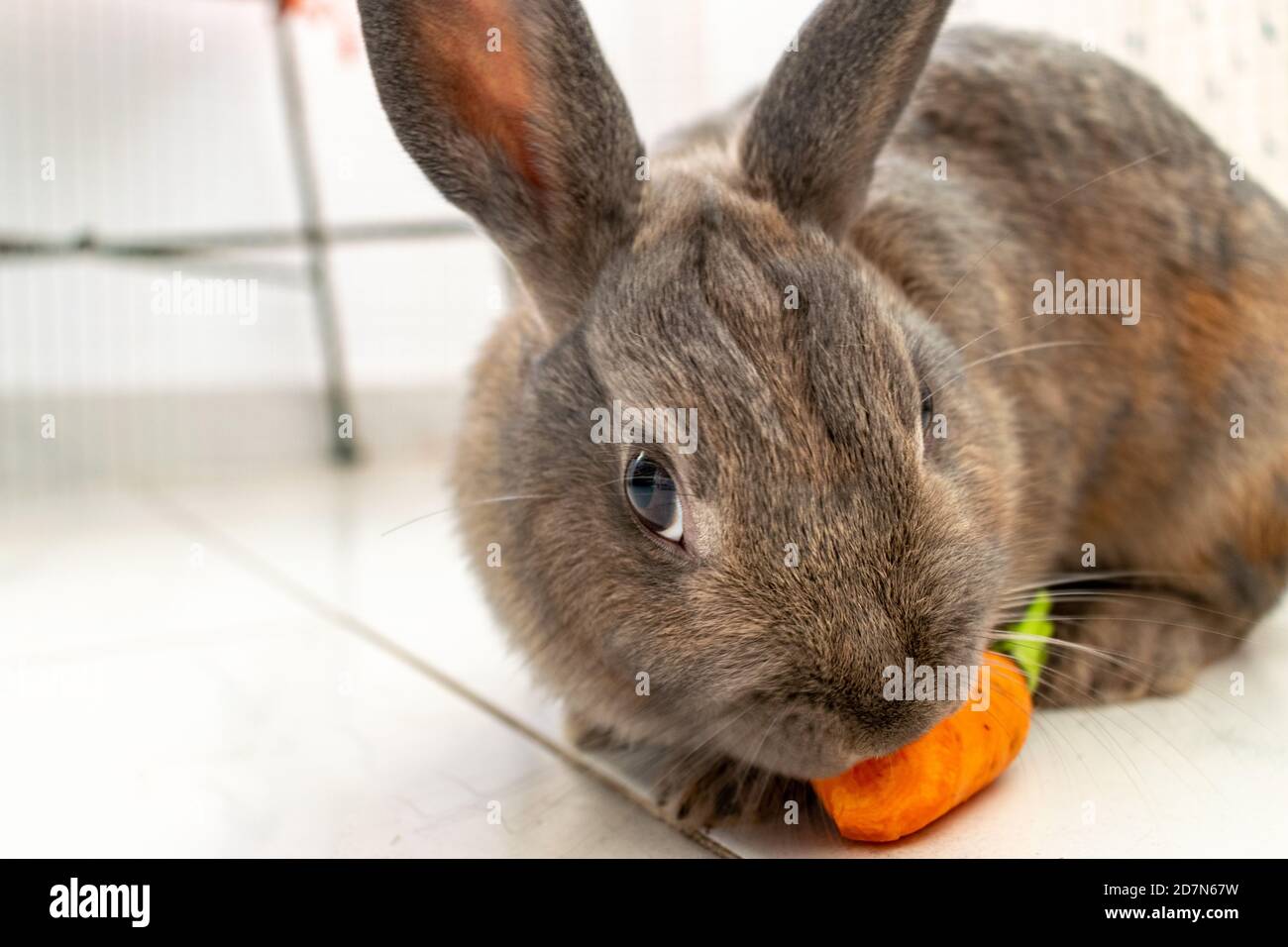 Domestic rabbits garden hi-res stock photography and images - Alamy