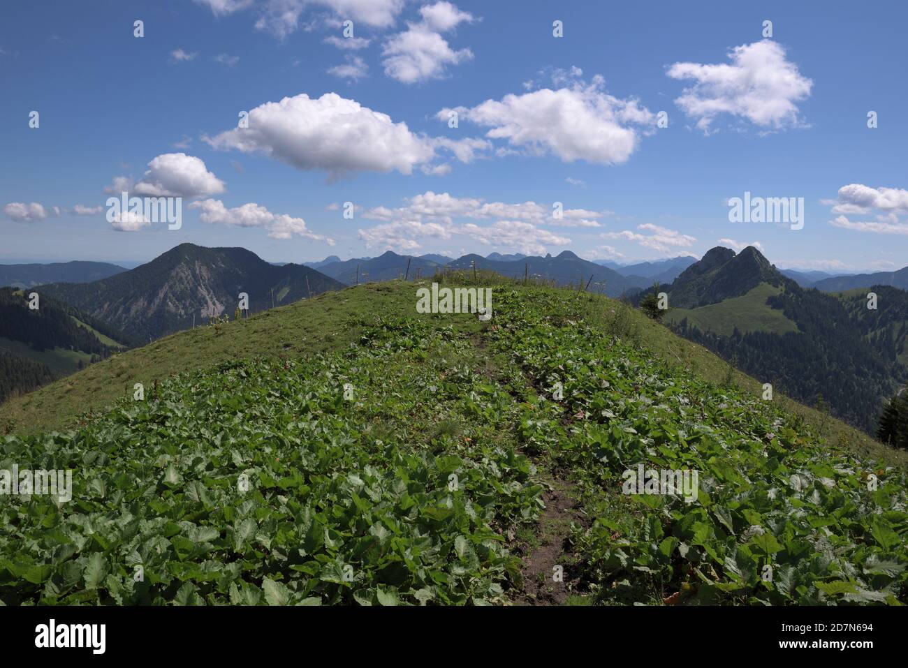 Green plants at the summit plateau of Schoenberg and view of surrounding montains, Bavaria, Germany Stock Photo