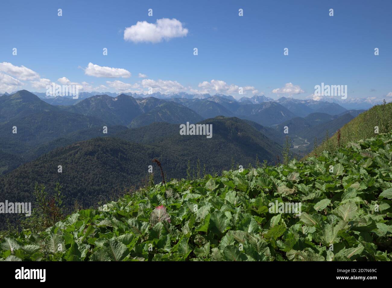 Green plants at the summit plateau of Schoenberg and view of surrounding Karwendel montains, Bavaria, Germany Stock Photo