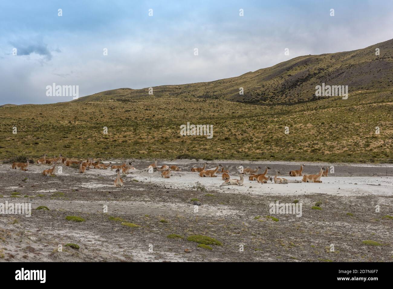 a herd of lying guanacos in Patagonia, Chile Stock Photo