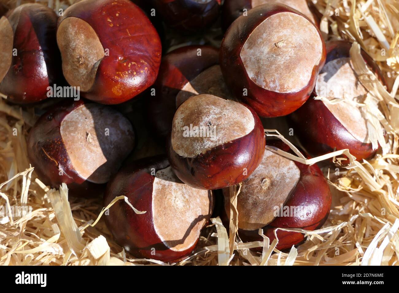 Ripe fruits of the horse chestnut, for autumnal decoration and food for some forest animals Stock Photo