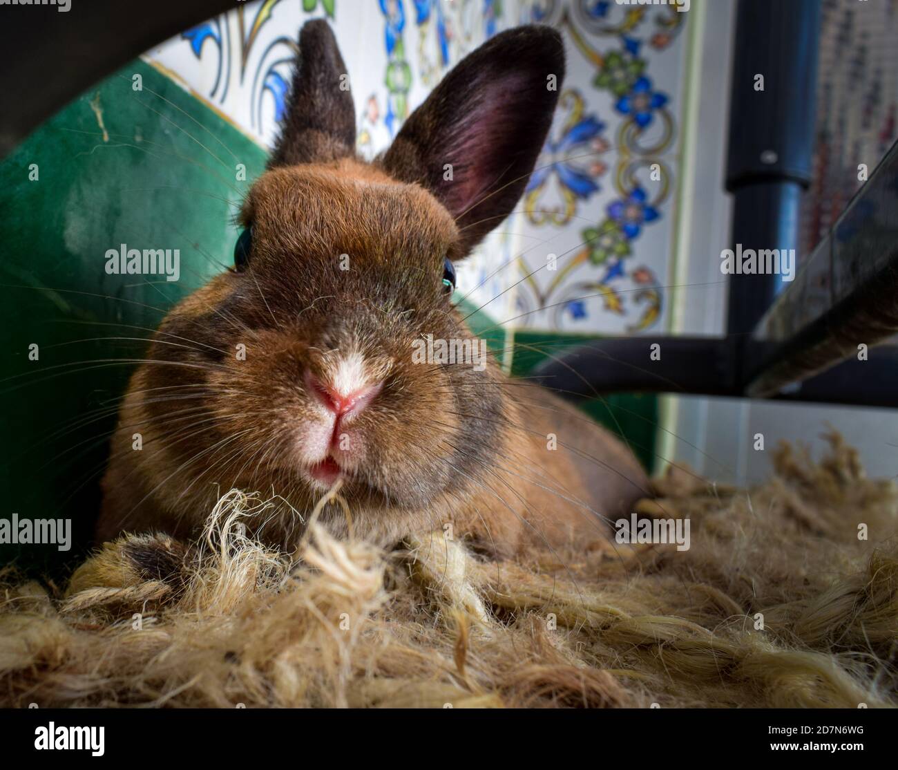 a close up portrait of my pet rabbit in the nest she has out of our carpet Stock Photo