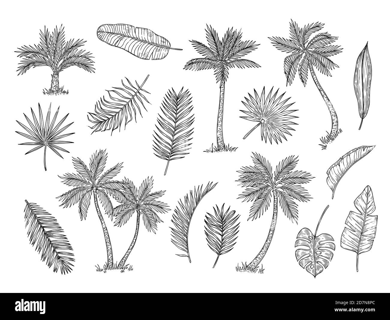 Sketch palm tree. Tropical rain forest trees and exotic palm leaves vintage hand drawing vector isolated set. Foliage leaf exotic, organic palm, botany tropical illustration Stock Vector
