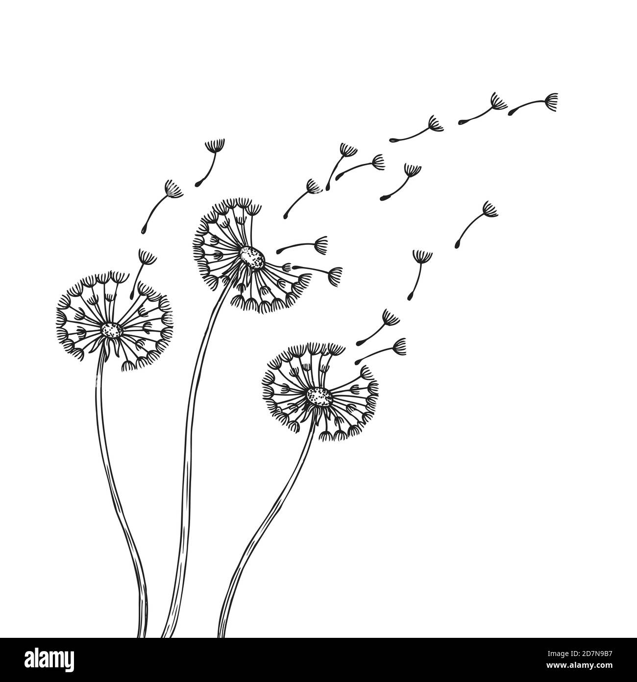 Dandelion silhouettes. Dandelions grass pollen delicate plant seeds blowing wind fluff flower abstract vector spring graphics. Illustration of fluff dandelion, blossom flora Stock Vector