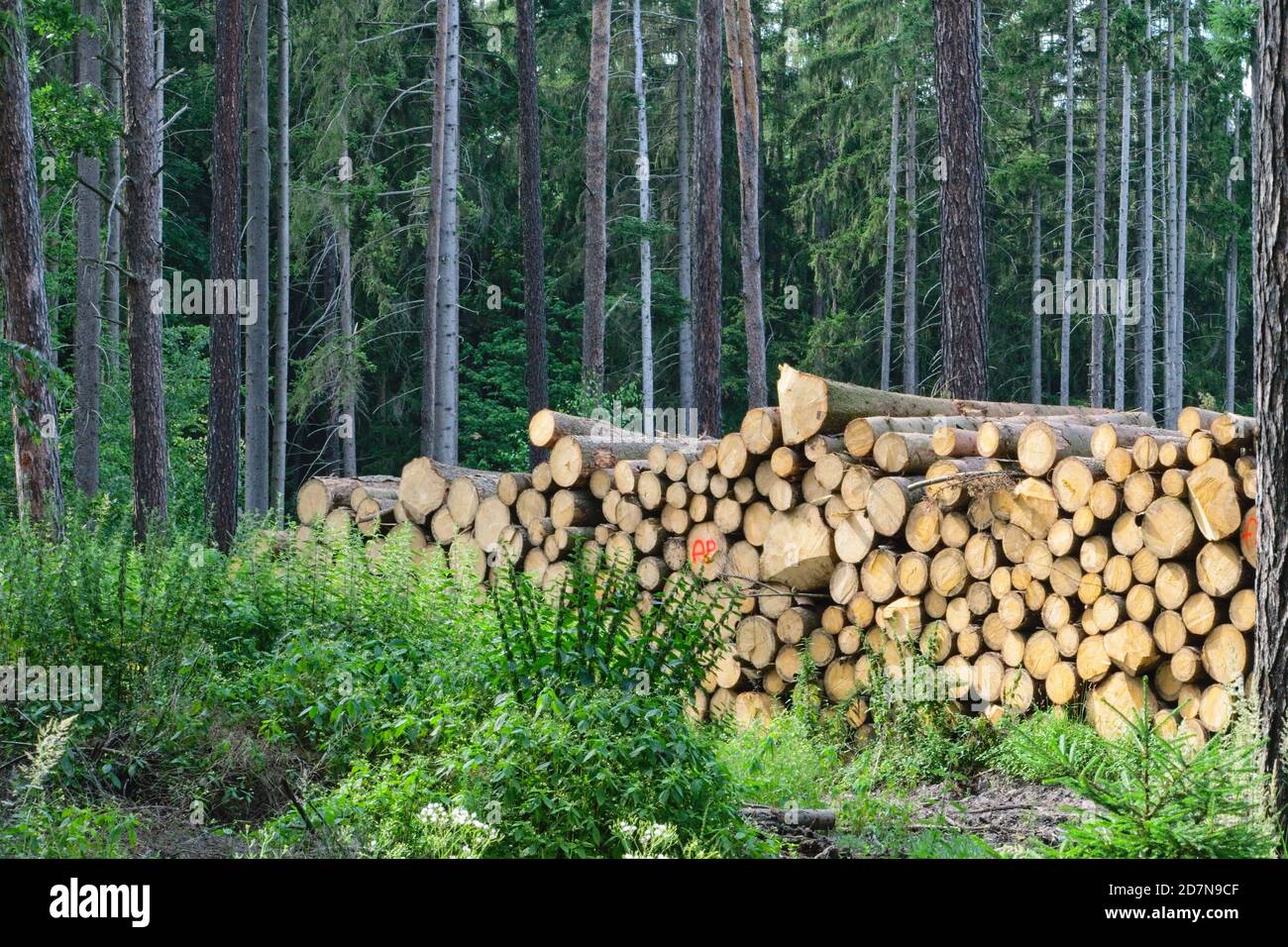 Woodpile after deforestation Stock Photo Alamy