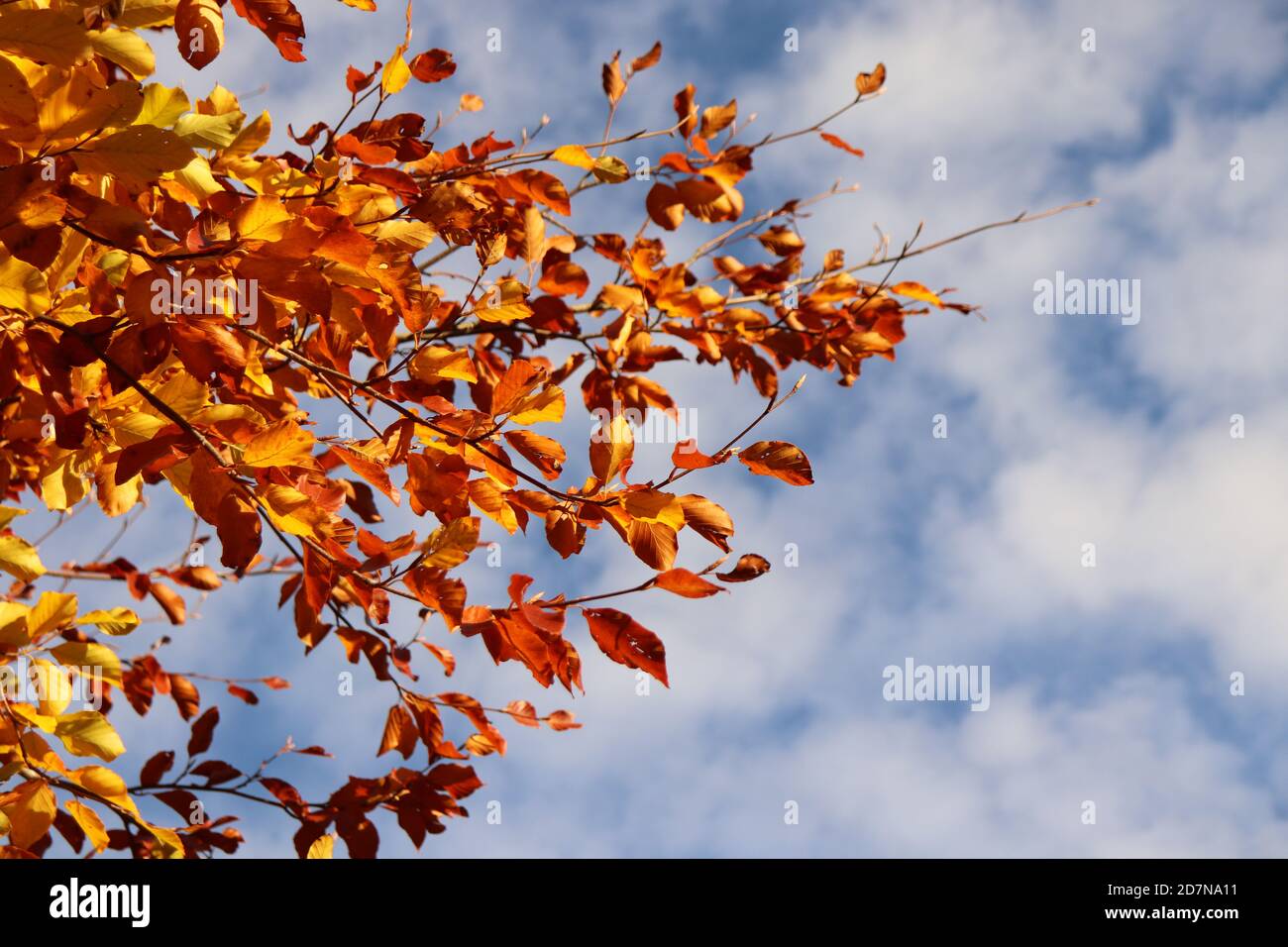 Autumn leaves and sky Stock Photo - Alamy
