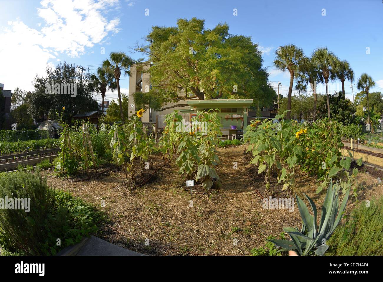 Urban Gardens Maintained by Volunteer Farmers with Mini Library, Corn, Peppers, Avocados, and other Vegetables, Eye in Tree, Pumpkins, Bee, Hive, Pun. Stock Photo