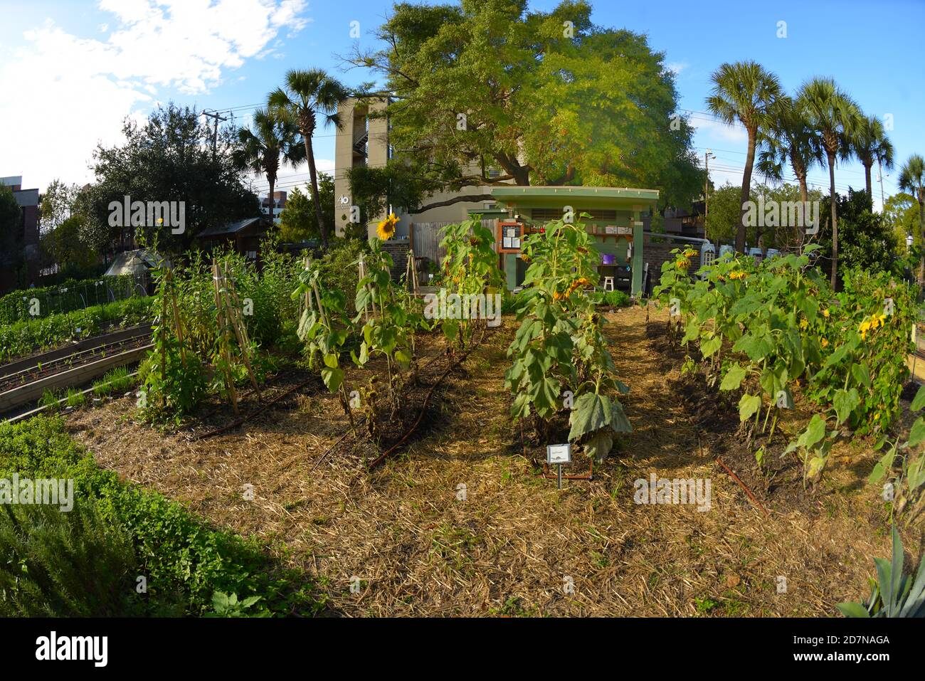 Urban Gardens Maintained by Volunteer Farmers with Mini Library, Corn, Peppers, Avocados, and other Vegetables, Eye in Tree, Pumpkins, Bee, Hive, Pun. Stock Photo