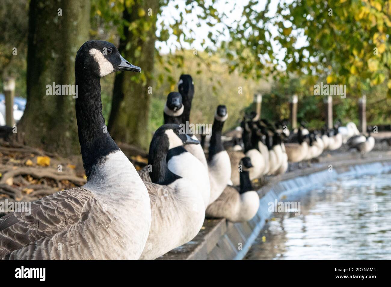 Canada goose queenstown clearance uk