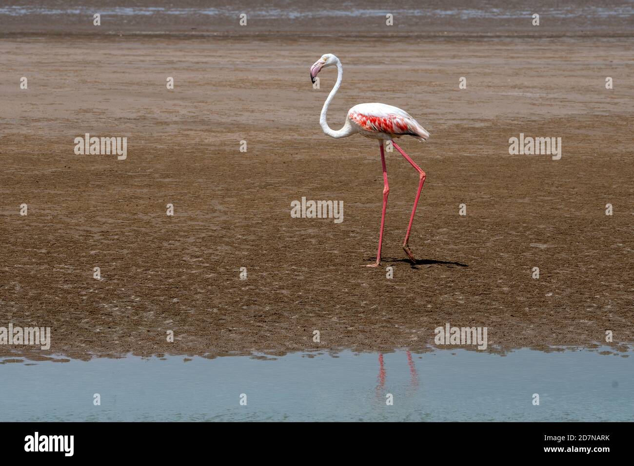 Colourful tall bird Flamingo, Phoenicopterus roseus  fishing on a sea beach in Kutch ,Gujarat ,India ,Asia Stock Photo
