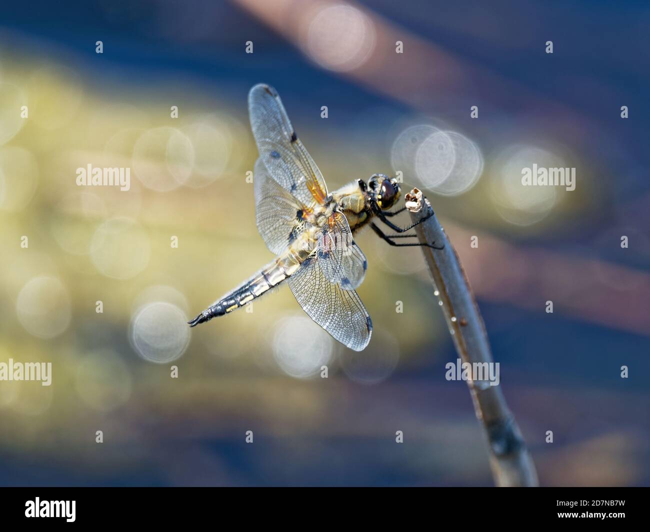 Dragonfly, Order Odonata Stock Photo - Alamy