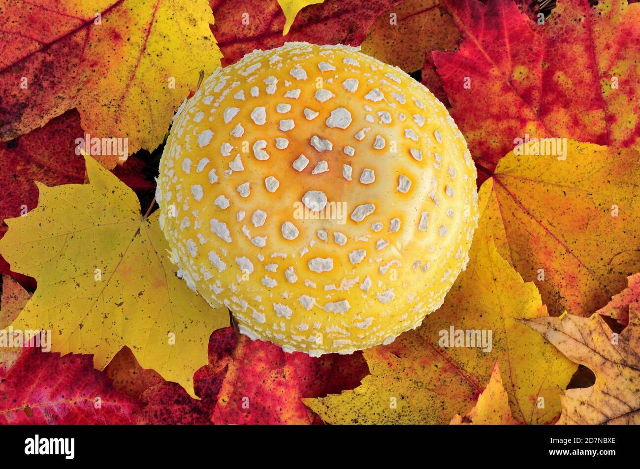 Closeup of colorful autumn maple leaves surrounding a yellow-orange American Fly Agaric mushroom cap (Amanita muscaria) with white warts or patches. Stock Photo
