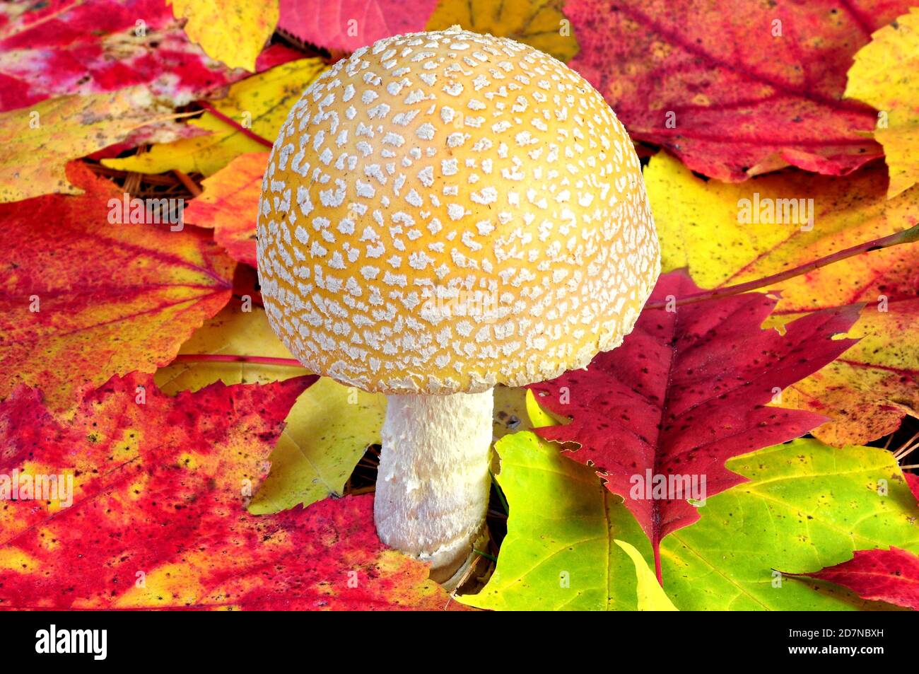Closeup of yellow and white-spotted American Fly Agaric mushroom (Amanita muscaria) growing among colorful autumn leaves. Stock Photo